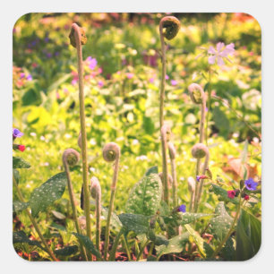 Fiddlehead Ferns And Flowers  Square Sticker