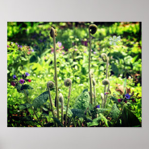 Fiddlehead Ferns And Spring Flowers  Poster