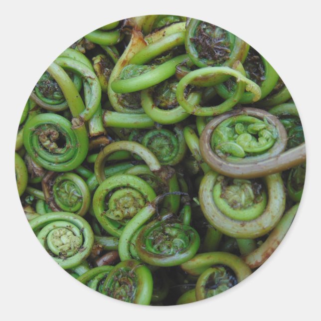 Fiddlehead Ferns Classic Round Sticker (Front)