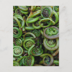 Fiddlehead Ferns Postcard