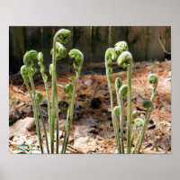 Fiddlehead Ferns Spring Nature #4