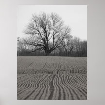 Field And Tree