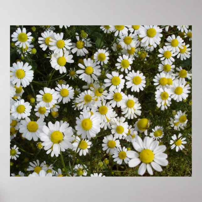 Field Daisy -Love-Me-Love-Me-Not- Flowers Poster (Front)