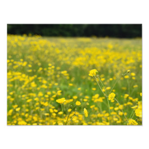 Field Full Of Bright Yellow Buttercup's Photo Print