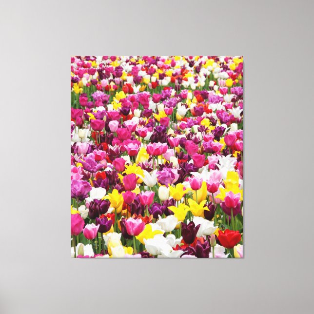 field full of tulips canvas print (Front)