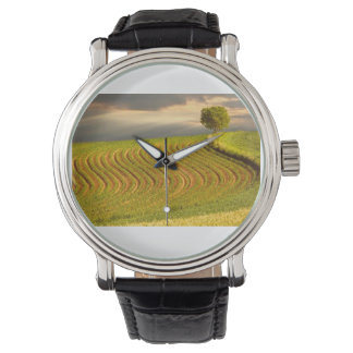 Field Green 11 Watch
