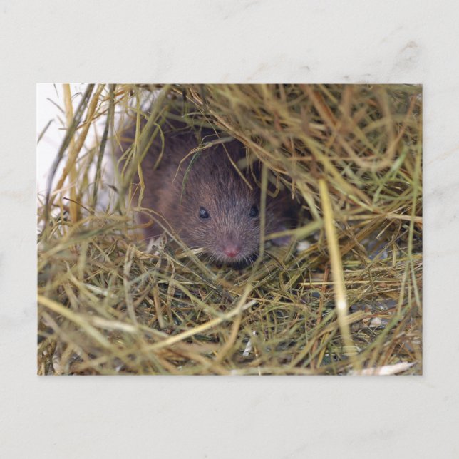 Field Mouse Postcard. Postcard (Front)