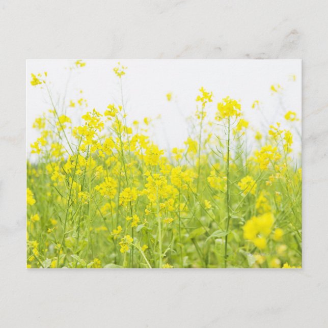 Field Mustard 2 Postcard (Front)