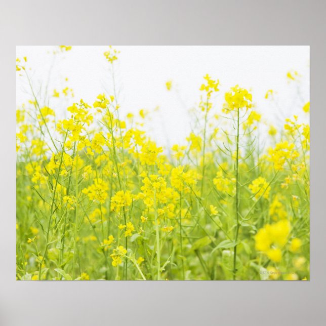 Field Mustard 2 Poster (Front)