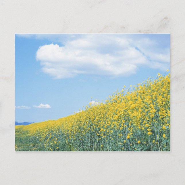 Field Mustard Postcard (Front)