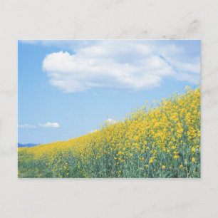 Field Mustard Postcard
