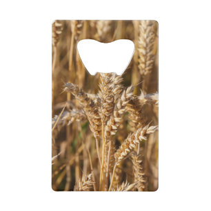 Field of barley