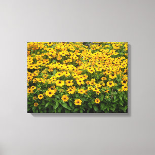 Field of Black Eyed Susans Canvas Print