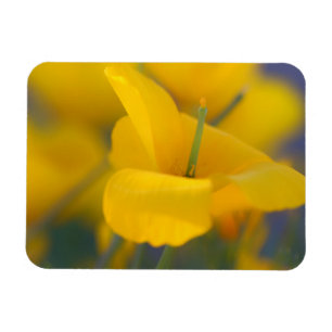 Field of blooming poppies magnet