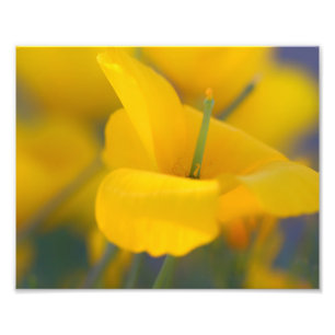 Field of blooming poppies photo print