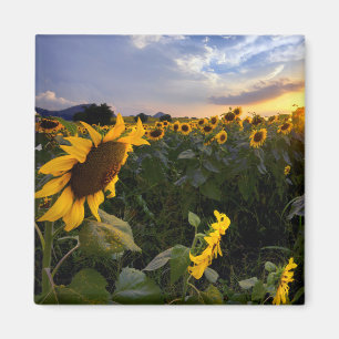 Field of Blooming Sunflowers Magnet