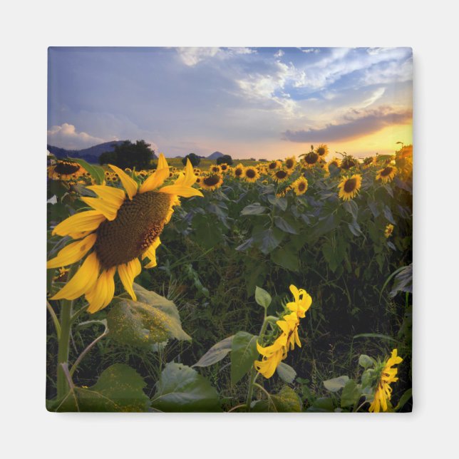 Field of Blooming Sunflowers Magnet (Front)