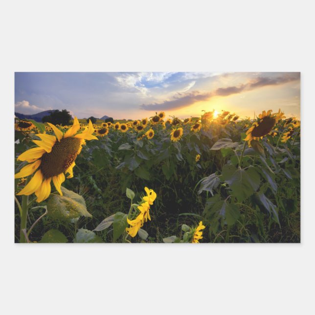 Field of Blooming Sunflowers Rectangular Sticker (Front)