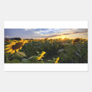 Field of Blooming Sunflowers Rectangular Sticker