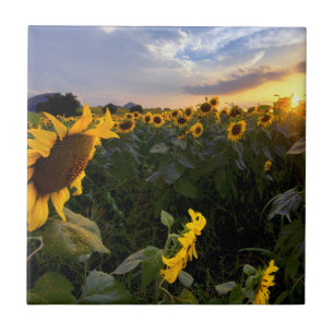 Field of Blooming Sunflowers Tile