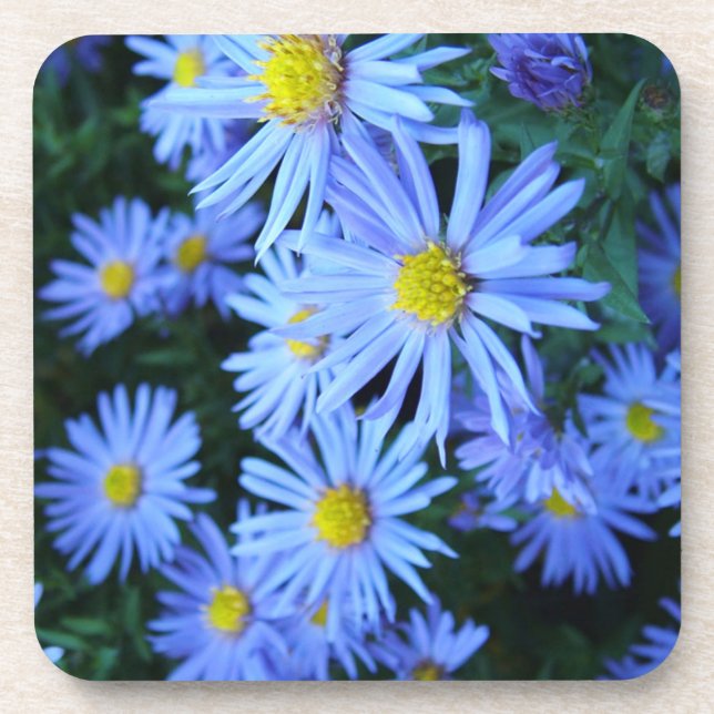Field of Blue Flowers Coaster (Front)