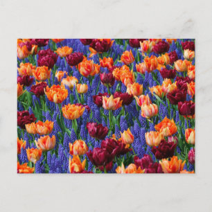 Field of Blue, Orange and Red Flowers Postcard