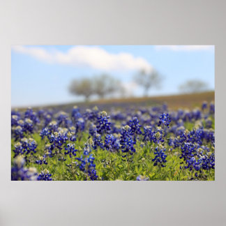 Field of Bluebonnets Poster