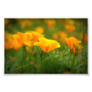 Field of California Poppies Orange Poppy Flowers Photo Print