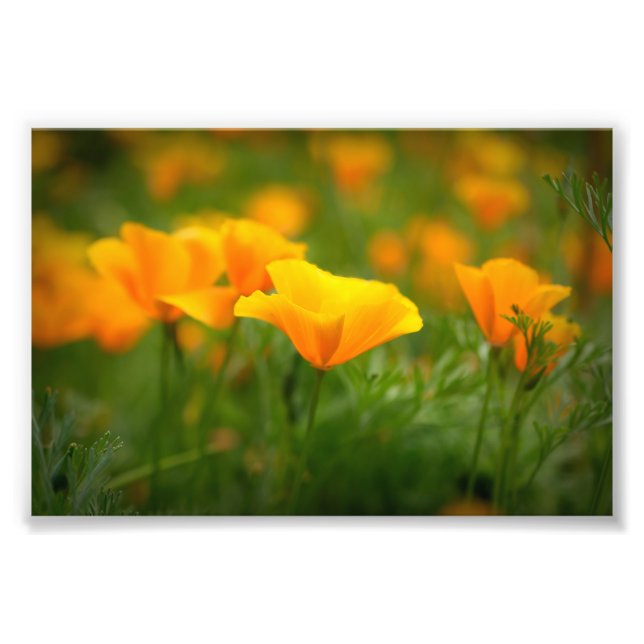 Field of California Poppies Orange Poppy Flowers Photo Print (Front)