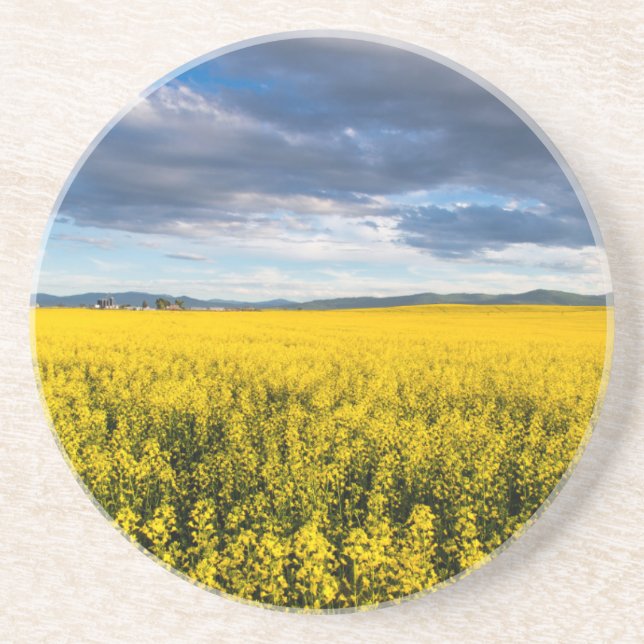 Field Of Canola In Late Evening Light Coaster (Front)