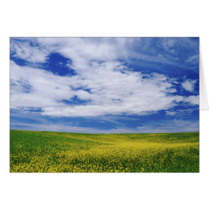 Field of Canola or Mustard flowers, Palouse