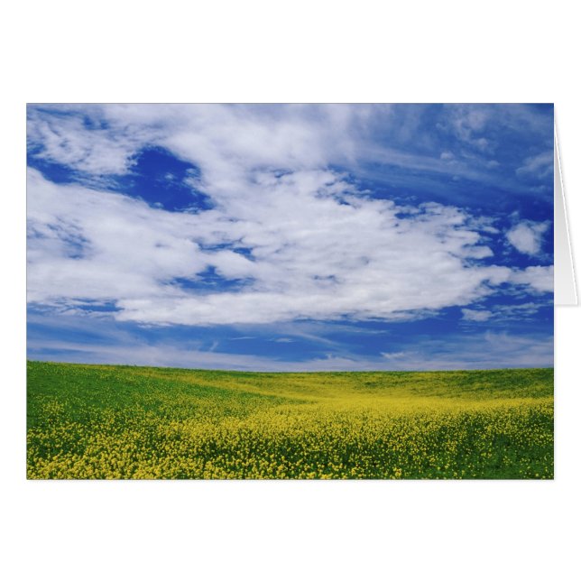 Field of Canola or Mustard flowers, Palouse (Front Horizontal)