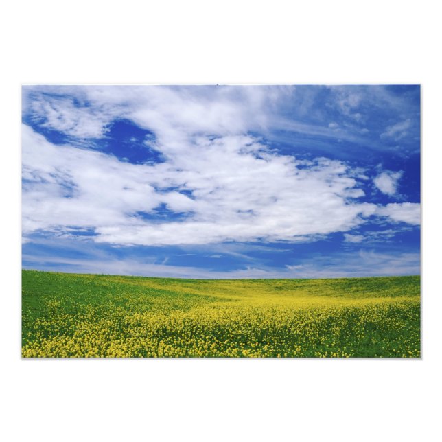 Field of Canola or Mustard flowers, Palouse Photo Print (Front)
