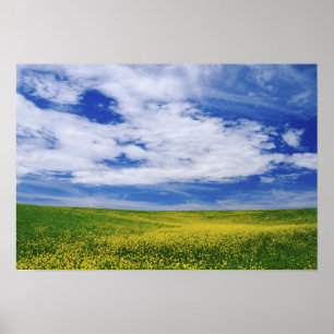 Field of Canola or Mustard flowers, Palouse Poster
