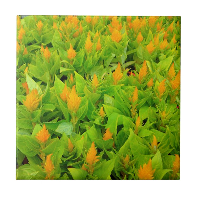 Field of Celosia Tile (Front)