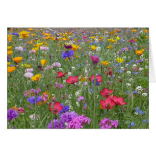 Field of Colorful Flowers
