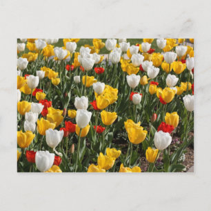 Field of colourful red white & yellow tulips postcard
