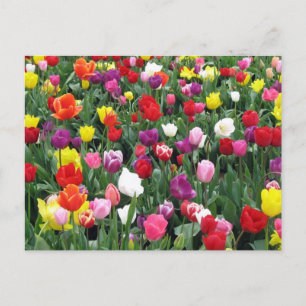 Field of Colourful Tulips Postcard