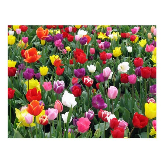 Field of Colourful Tulips Postcard