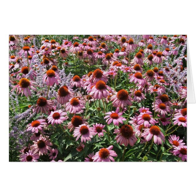 Field of Cone Flowers (Front Horizontal)