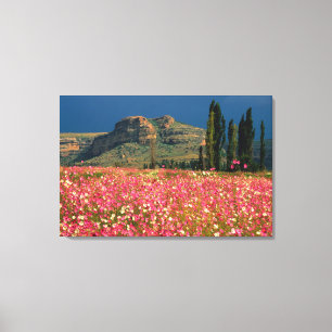 Field of Cosmos flowers, Fouriesburg District Canvas Print