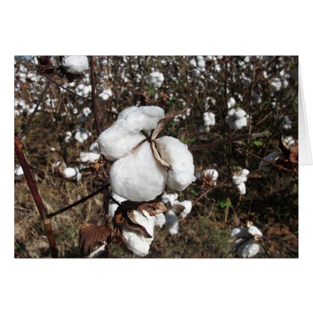 Field of Cotton Ready for Harvest (Front Horizontal)