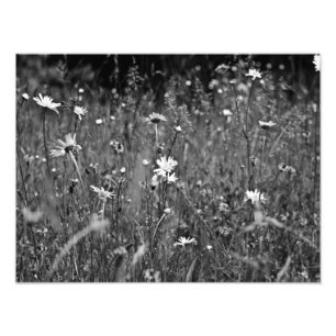 Field of Daises Photo Print