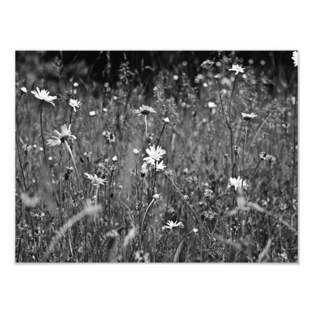 Field of Daises Photo Print (Front)