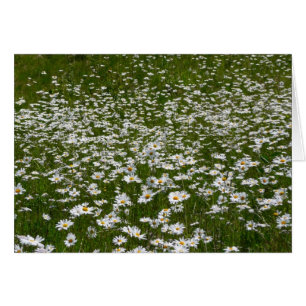 Field of Daisies Alaskan Wildflowers