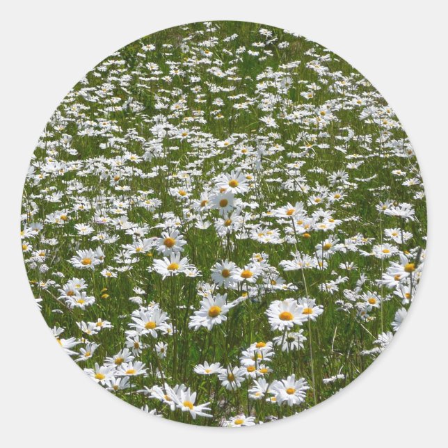 Field of Daisies Alaskan Wildflowers Classic Round Sticker (Front)