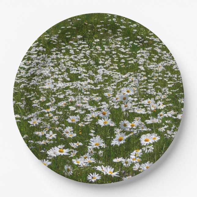 Field of Daisies Alaskan Wildflowers Paper Plate (Front)