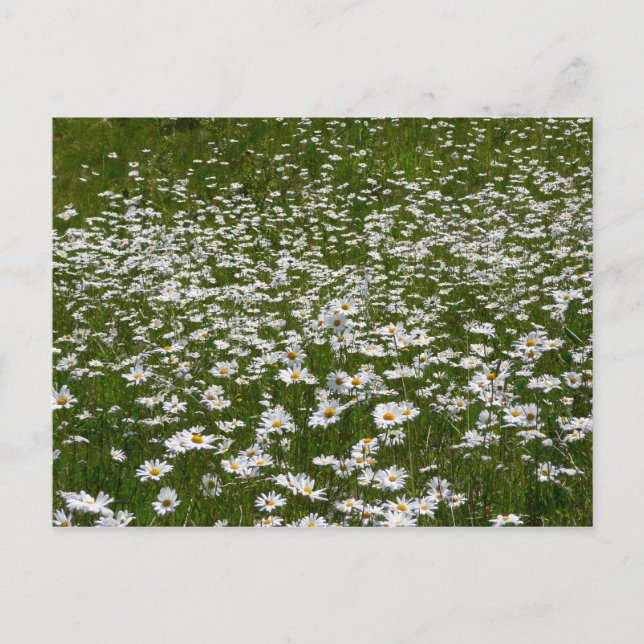 Field of Daisies Alaskan Wildflowers Postcard (Front)