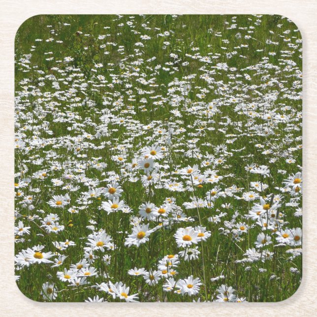 Field of Daisies Alaskan Wildflowers Square Paper Coaster (Front)