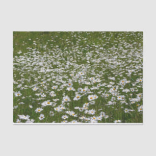 Field of Daisies Alaskan Wildflowers Tissue Paper
